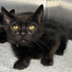 Shelter Stray Male Cat last seen , 4575 E Mesquite Ave, Palm Springs, CA 92264, USA