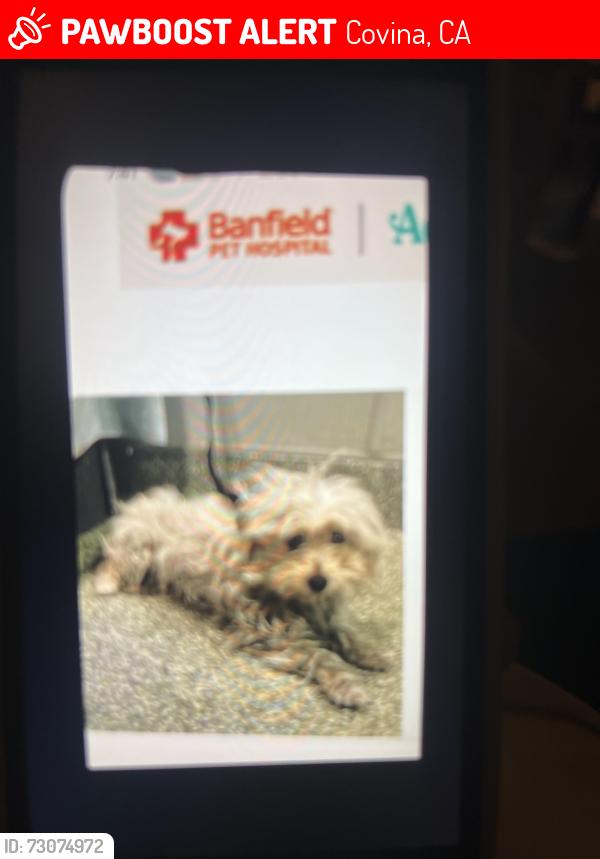 Lost Male Dog last seen Grand and Badillo, Covina, CA 91722