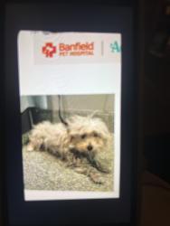 Lost Male Dog last seen Grand and Badillo, Covina, CA 91722