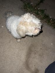 Found/Stray Female Dog last seen QT, San Antonio, TX 78211