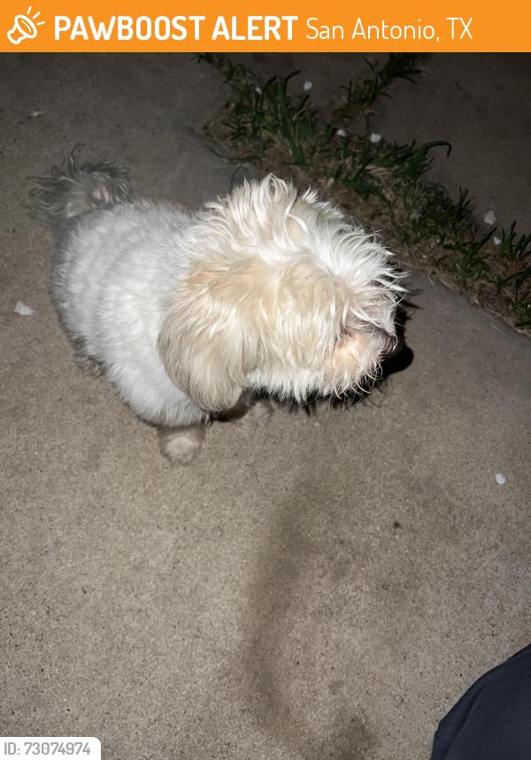 Found/Stray Female Dog last seen QT, San Antonio, TX 78211