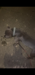 Lost Male Dog last seen Winchester, Memphis, TN 38115