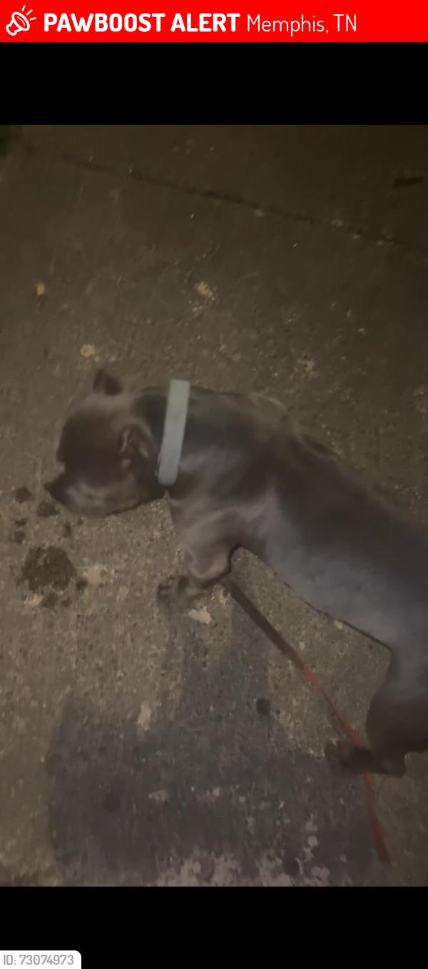 Lost Male Dog last seen Winchester, Memphis, TN 38115