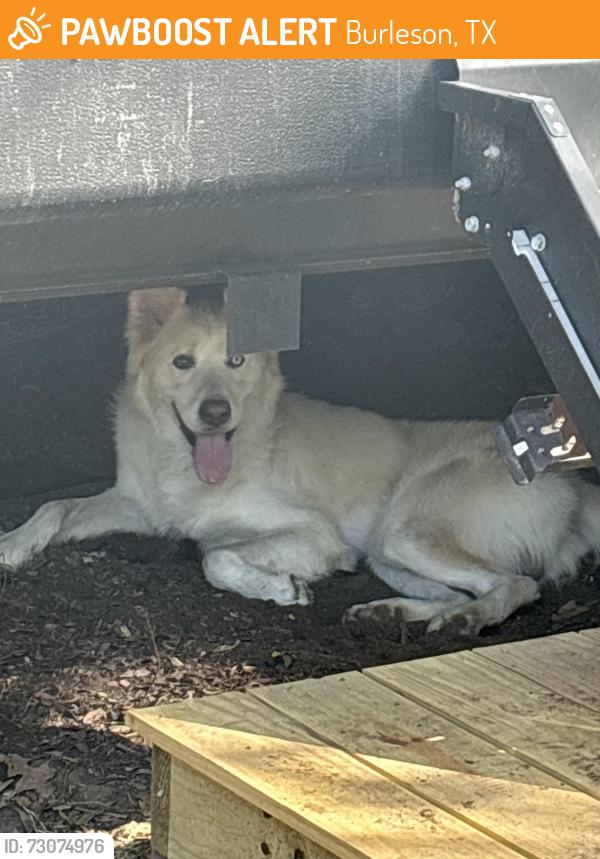Found/Stray Male Dog last seen Near, Burleson, TX 76028