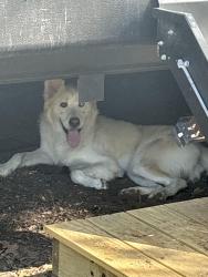 Found/Stray Male Dog last seen Near, Burleson, TX 76028