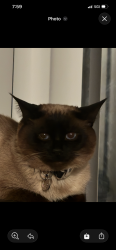 Lost Male Cat last seen Near 8th ave s, Seattle, WA 98168