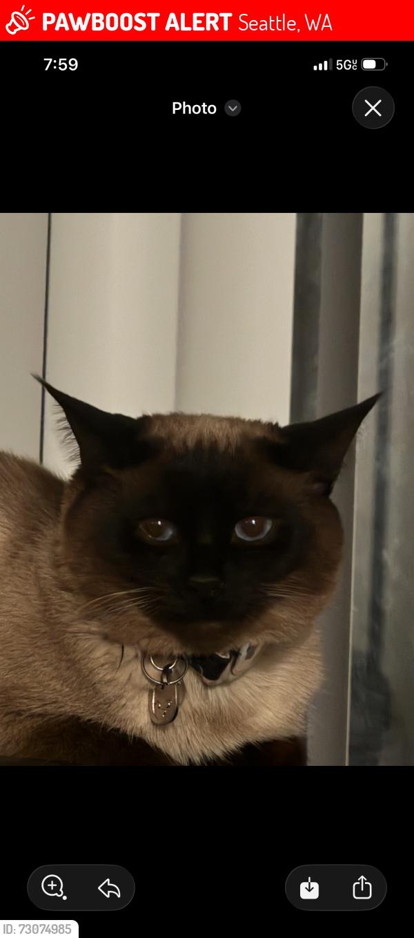 Lost Male Cat last seen Near 8th ave s, Seattle, WA 98168