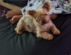 Lost Male Dog last seen Upper lake, Atascocita, TX 77346
