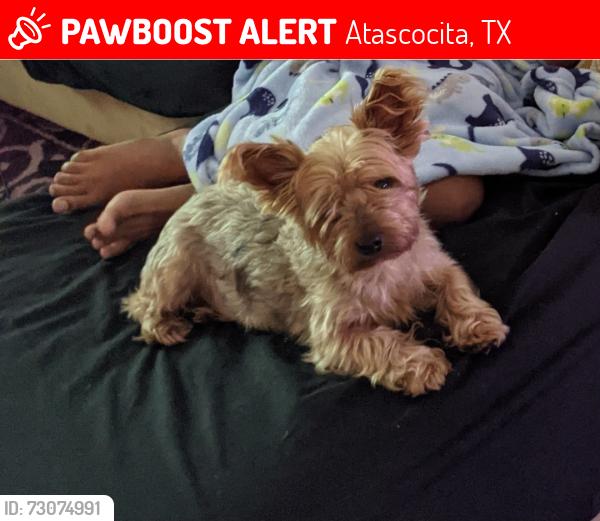Lost Male Dog last seen Upper lake, Atascocita, TX 77346
