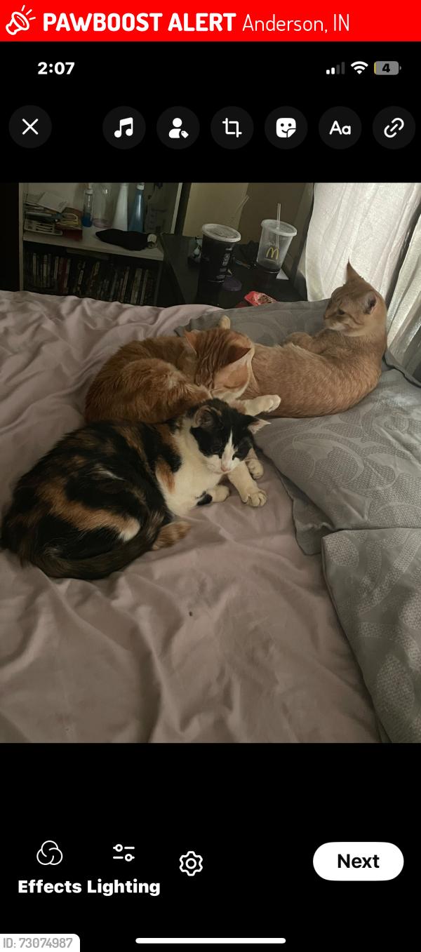 Lost Male Cat last seen 29th and Jackson, Anderson, IN 46016