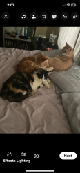 Lost Male Cat last seen 29th and Jackson, Anderson, IN 46016