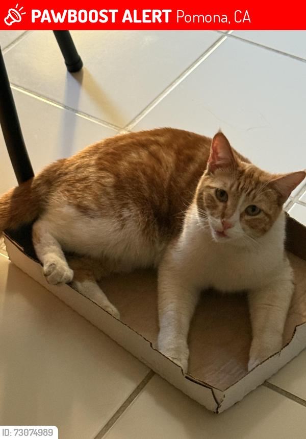 Lost Male Cat last seen Pomona, Pomona, CA 91799