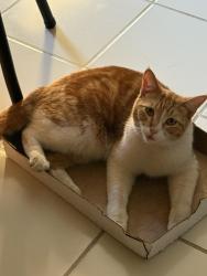 Lost Male Cat last seen Pomona, Pomona, CA 91799