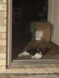 Found/Stray Unknown Cat last seen West Archer Rd, Baytown, TX 77521