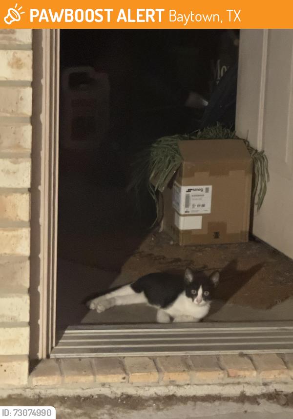 Found/Stray Unknown Cat last seen West Archer Rd, Baytown, TX 77521