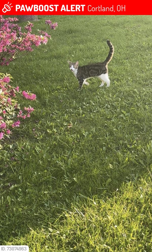 Lost Male Cat last seen Ivy hills area cndmniums, Cortland, OH 44410