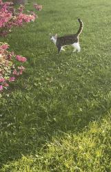 Lost Male Cat last seen Ivy hills area cndmniums, Cortland, OH 44410