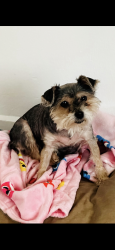 Reunited Female Dog last seen Matteson, Matteson, IL 60461