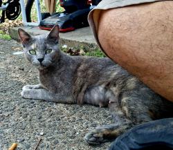 Lost Female Cat last seen Near hirsch rd, Houston, TX 77016