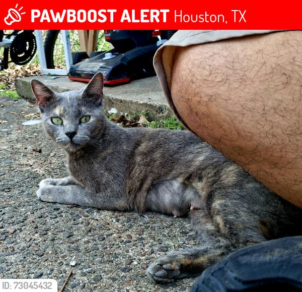Lost Female Cat last seen Near hirsch rd, Houston, TX 77016
