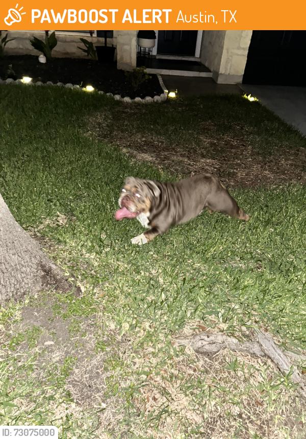 Found/Stray Male Dog last seen Jo Lee Johnson school , Austin, TX 78728