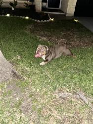 Found/Stray Male Dog last seen Jo Lee Johnson school , Austin, TX 78728