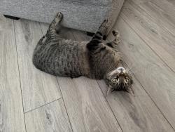 Lost Male Cat last seen Stafford way and pioche, Carson City, NV 89701