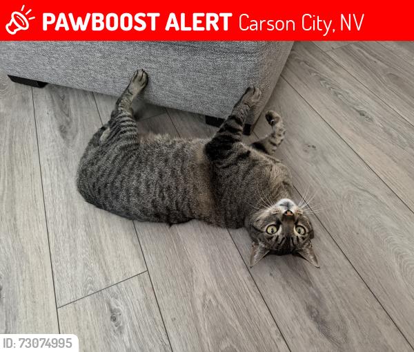 Lost Male Cat last seen Stafford way and pioche, Carson City, NV 89701