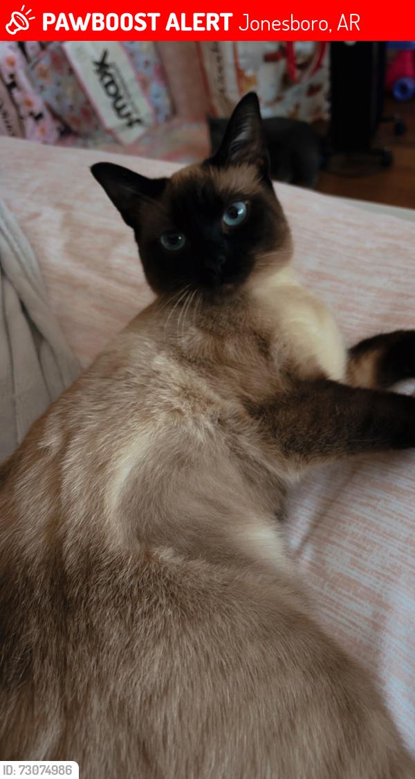 Lost Female Cat last seen North Culber house St near Philadelphia Church/ Billy Ln., Jonesboro, AR 72401