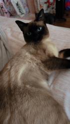 Lost Female Cat last seen North Culber house St near Philadelphia Church/ Billy Ln., Jonesboro, AR 72401