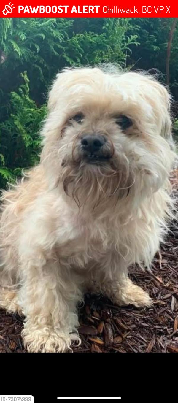 Lost Male Dog last seen Beaver Crescent and Quarry Road, Chilliwack, BC V2P 7X4