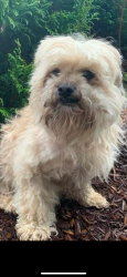 Lost Male Dog last seen Beaver Crescent and Quarry Road, Chilliwack, BC V2P 7X4
