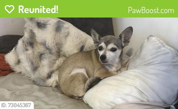 Reunited Female Dog last seen 45th ave n & 49th st n, St. Petersburg, FL 33709
