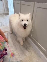 Reunited Male Dog last seen Beulah (Mill race ests dr) near atwood, Vienna, VA 22182