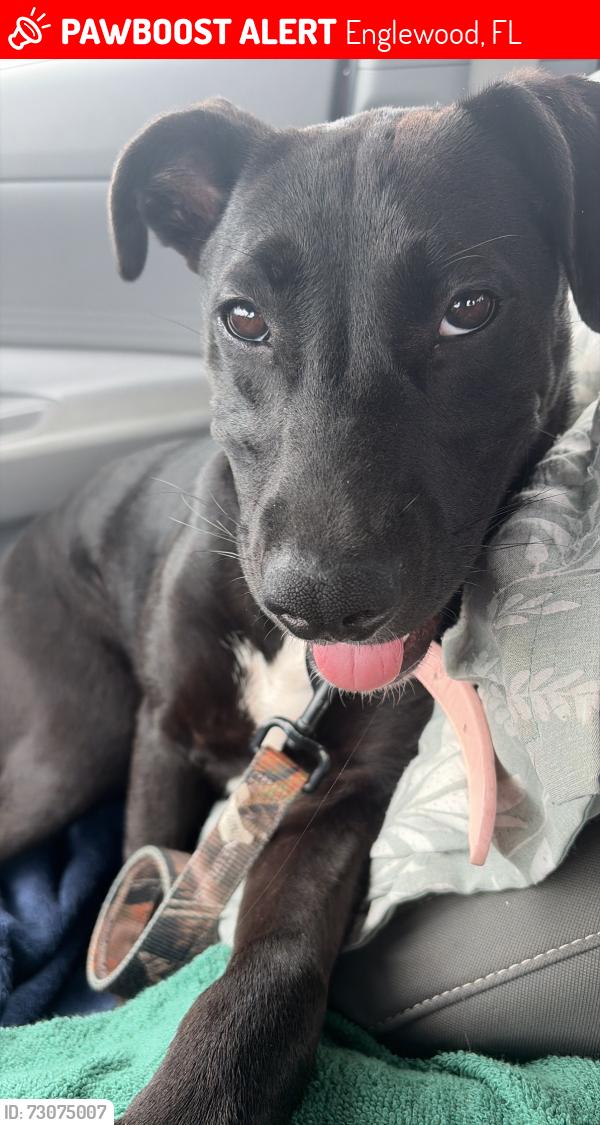 Lost Female Dog last seen Winchester and placida, Englewood, FL 34224