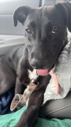 Lost Female Dog last seen Winchester and placida, Englewood, FL 34224