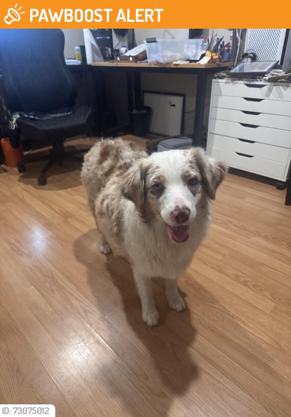 Found/Stray Female Dog last seen balan rd and arcdale, Rowland Heights, CA 91748