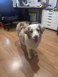 Found/Stray Female Dog last seen balan rd and arcdale, Rowland Heights, CA 91748