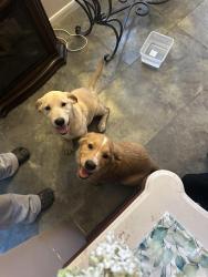 Found/Stray Unknown Dog last seen McDonald’s, Spring, TX 77373