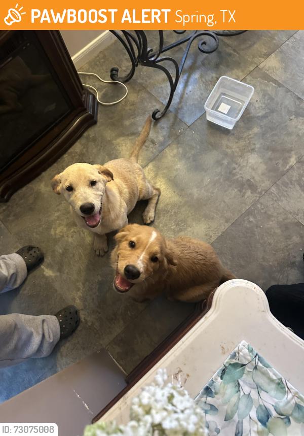 Found/Stray Unknown Dog last seen McDonald’s, Spring, TX 77373
