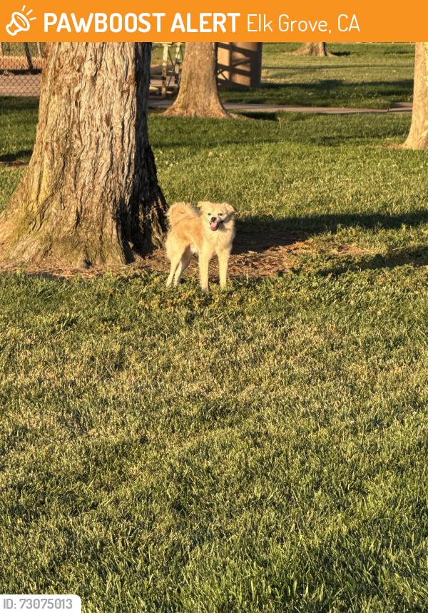 Found/Stray Male Dog last seen Zehnder Park, Elk Grove, CA 95758