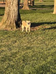 Found/Stray Male Dog last seen Zehnder Park, Elk Grove, CA 95758