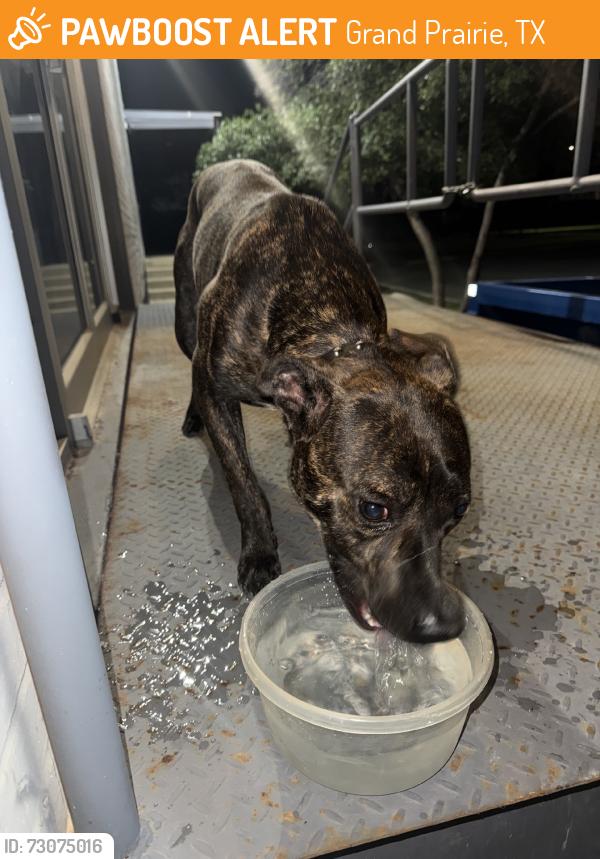 Found/Stray Male Dog last seen Traintracks, Grand Prairie, TX 75050