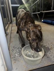 Found/Stray Male Dog last seen Traintracks, Grand Prairie, TX 75050