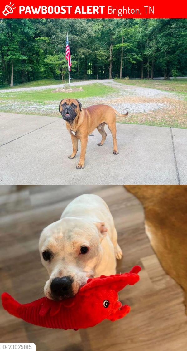 Lost Male Dog last seen Stafford Road, Brighton, TN 38011, Brighton, TN 38011