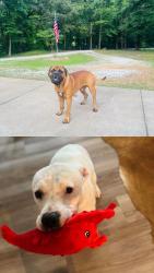 Lost Male Dog last seen Stafford Road, Brighton, TN 38011, Brighton, TN 38011