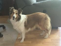 Lost Female Dog last seen County Rd 20 and Hwy 22, Saint Peter, MN 56082