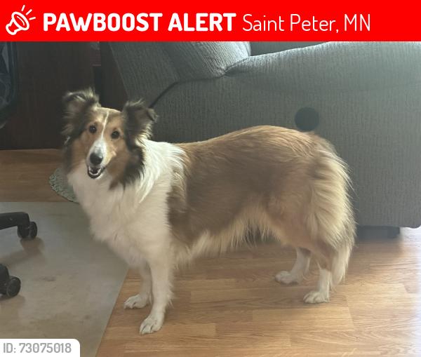 Lost Female Dog last seen County Rd 20 and Hwy 22, Saint Peter, MN 56082
