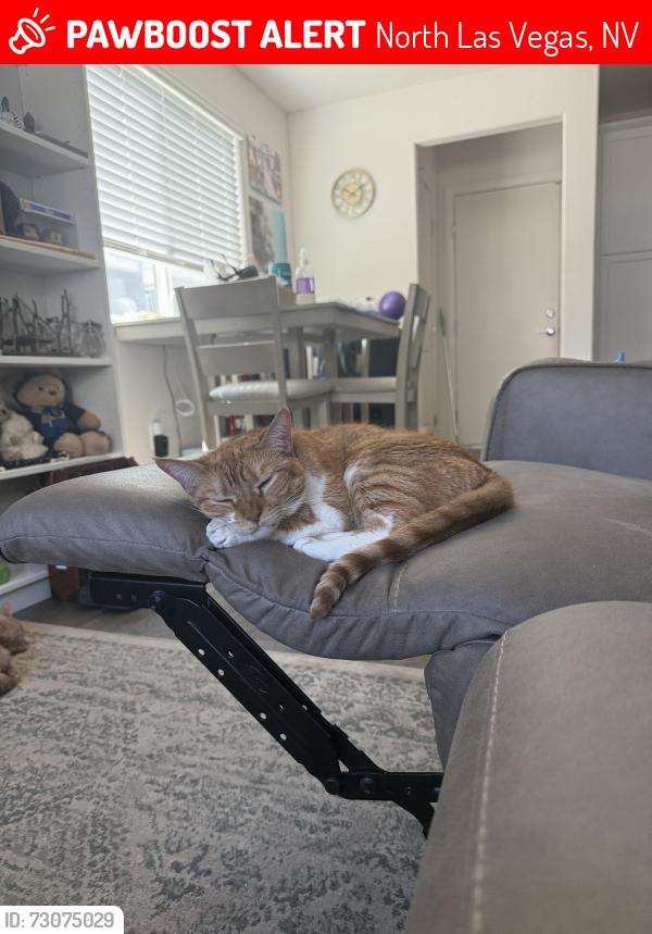 Lost Female Cat last seen Watercolor, North Las Vegas, NV 89086