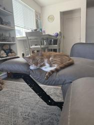 Lost Female Cat last seen Watercolor, North Las Vegas, NV 89086